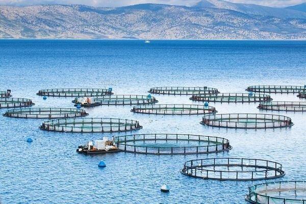 نخستین مزرعه بومی پرورش ماهی در دریا راه اندازی می شود