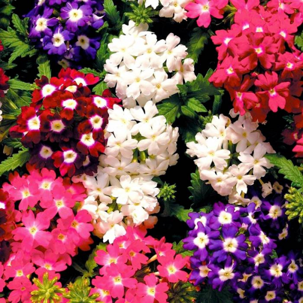 محیط و شرایط لازم برای نگهداری گیاه شاه پسند