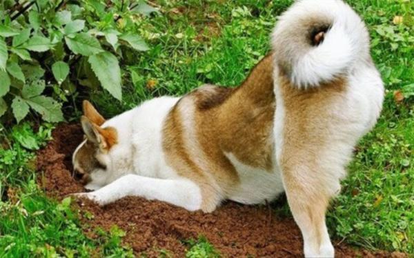 چرا سگ ها استخوان را دفن می کنند؟