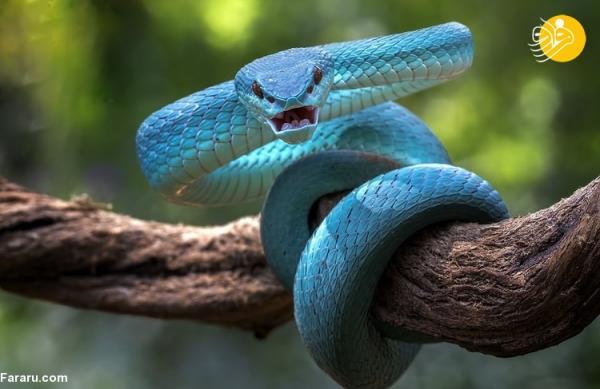 (تصاویر) بوسه مرگ، افعی آبی یک موش را بلعید