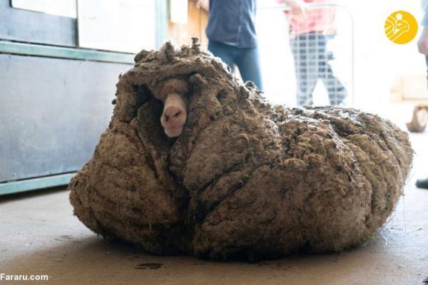 (تصاویر) نجات گوسفند از 35 کیلو پشم!
