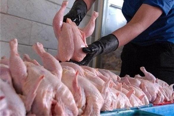 قطعه بندی کردن مرغ ممنوع است خبرنگاران