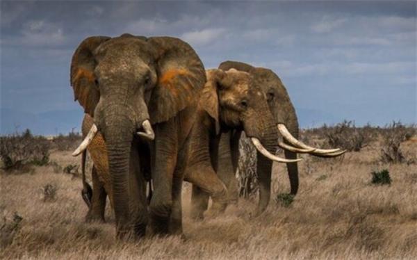 شکار غیرقانونی فیل ها را به خطر انقراض نزدیک تر کرده است