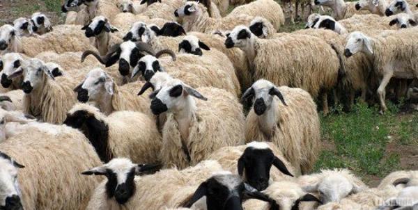 شروع طرح خرید دام خشکسالی در لرستان