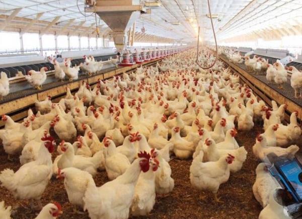 رئیس انجمن پرورش دهندگان مرغ گوشتی: با کمبود شدید نهاده های دامی روبرویم، ادامه فرایند فعلی فراوری مرغ را با خطر روبرو می نماید