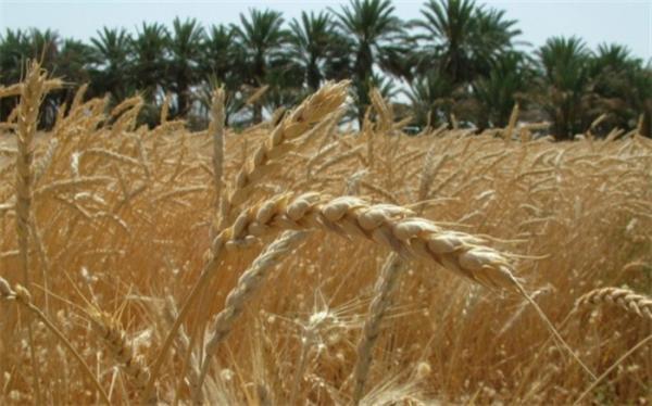 رشد 65 درصدی خرید تضمینی گندم در امسال