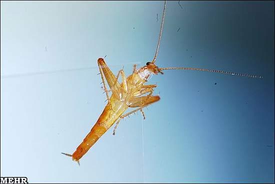 با استعدادترین سوسک دنیا را ببینید!