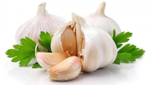 برداشت سیر از سطح 450 هکتار از زمین های زیر کشت کرمانشاه