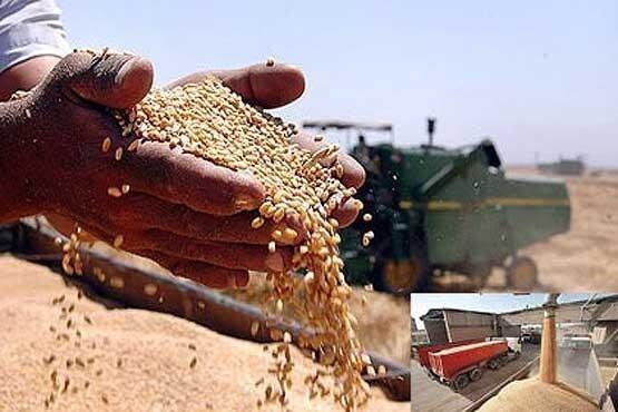 پرونده خرید تضمینی گندم در کرمانشاه بسته شد پرونده خرید تضمینی گندم در کرمانشاه بسته شد