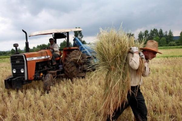 نرخ خرید تضمینی 47 محصول کشاورزی برای سال زراعی آینده نرخ خرید تضمینی 47 محصول کشاورزی برای سال زراعی آینده