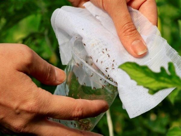 رهاسازی زنبور برای حفاظت از مزارع پنبه سروستان