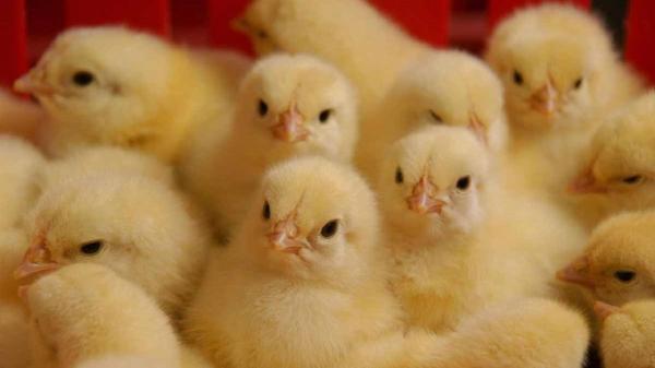 دو برابر شدن حجم جوجه ریزی برای فراوری مرغ در تربت جام