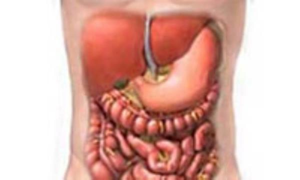 طی طریق لقمه در لوله گوارش