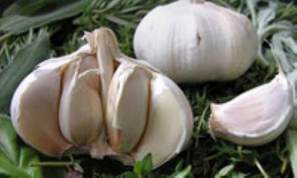 3 خاصیت مهم سیر برای سلامتی 3 خاصیت مهم سیر برای سلامتی