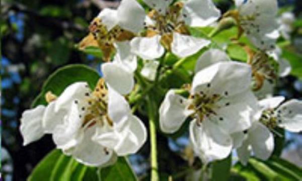 خواص دارویی گیاه به خواص دارویی گیاه به