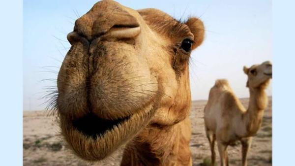 حرکت عجیب و غریب یک شتر برای جذب شترهای دیگر!
