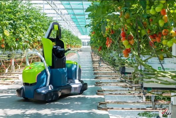 طرحی رباتیک و انقلابی برای چیدن گوجه فرنگی