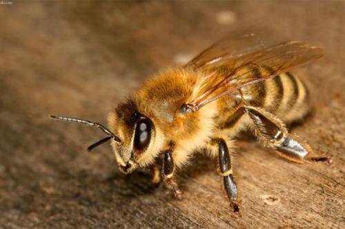 زنبورها می توانند فوتبال بازی کنند!، 10 حقیقت کمتر شناخته شده راجع به حشرات