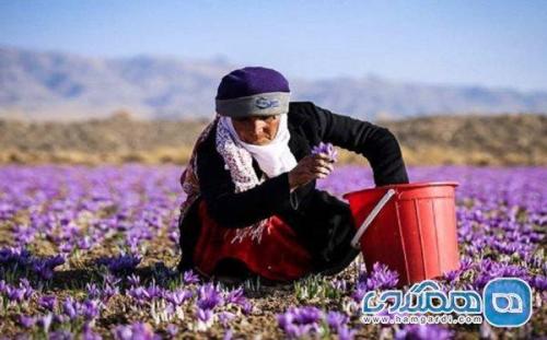 راهنمای جامع سفر به خراسان جنوبی (قائنات و بیرجند) برای برداشت راهنمای جامع سفر به خراسان جنوبی (قائنات و بیرجند) برای برداشت زعفران و زرشک